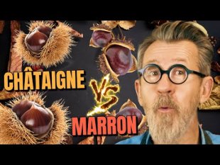 Contexte professionnel 13 - SP4 - "Châtaigne vs marron : quelles différences ?"